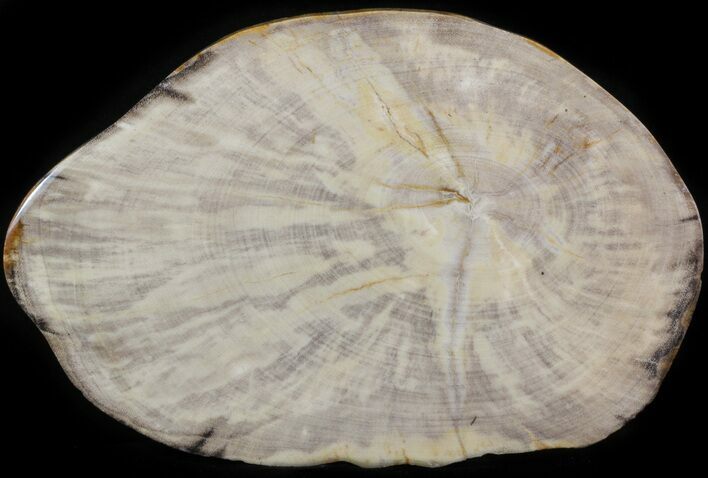 Petrified Wood (Tropical Hardwood) Slab - Indonesia #41905